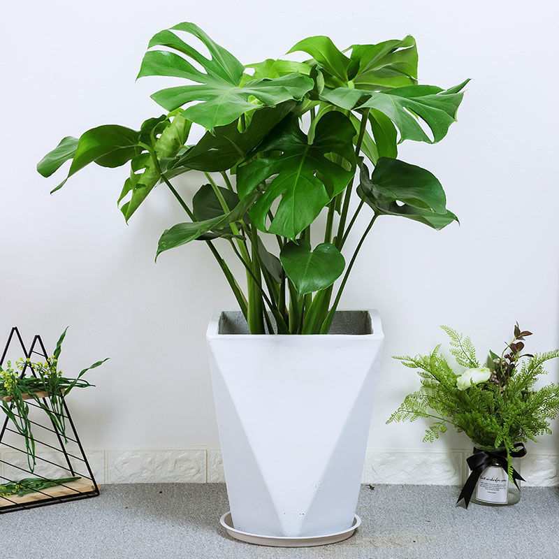 龟背竹盆栽绿植客厅北欧大型室内植物除甲醛植物植物办公室龟背叶