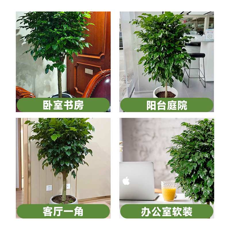 幸福树客厅盆栽大绿植新家吸甲醛净化空气办公室内平安树四季植物