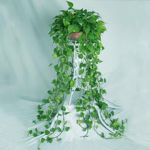 长藤绿萝长水培绿萝长藤大超藤绿萝室内大ZVA特型植物款 绿萝除甲