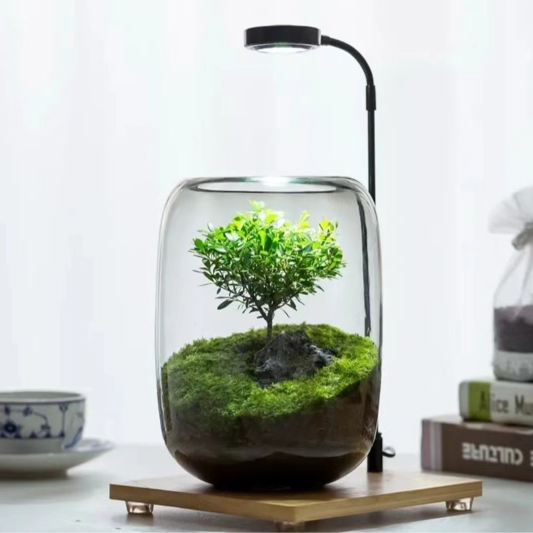生命之树赤楠微景观玻璃苔藓生态植物绿植造景桌面创意摆件办公室
