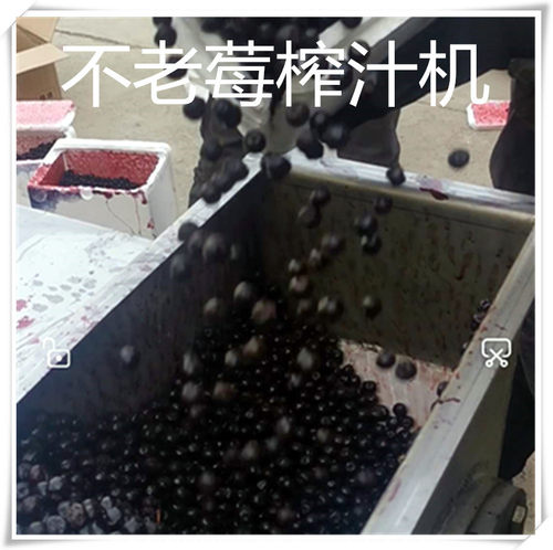 黑果花楸挤压榨汁压榨机 不老莓榨汁压榨机 不锈钢榨汁机
