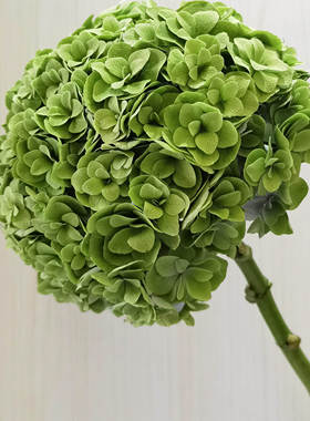 绿色绣球鲜切花云南昆明直发家庭办公水养插花绣球鲜花束婚庆搭配