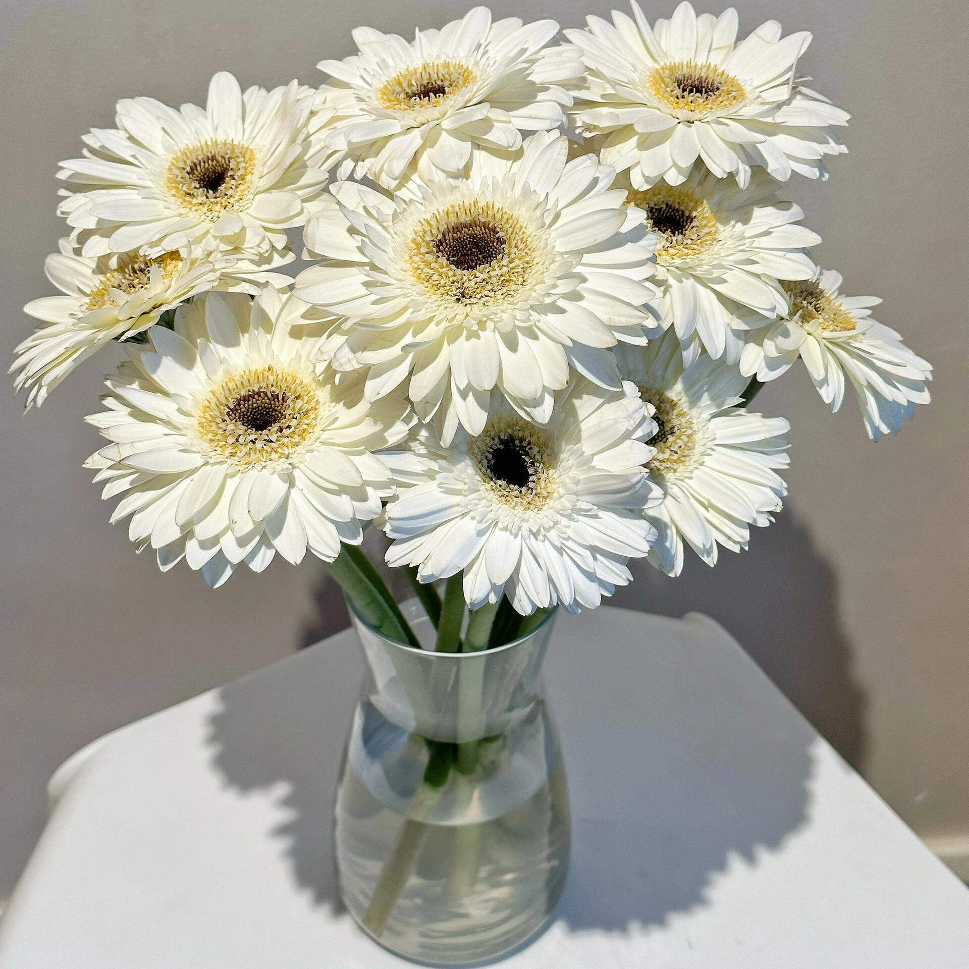 非洲菊白色鲜花配草鲜切花家庭水养插花瓶鲜花婚庆办公花店用花材