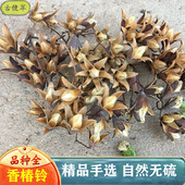 香椿铃500克香铃子香春玲子香玲子香春铃香椿树籽正品 旗舰店