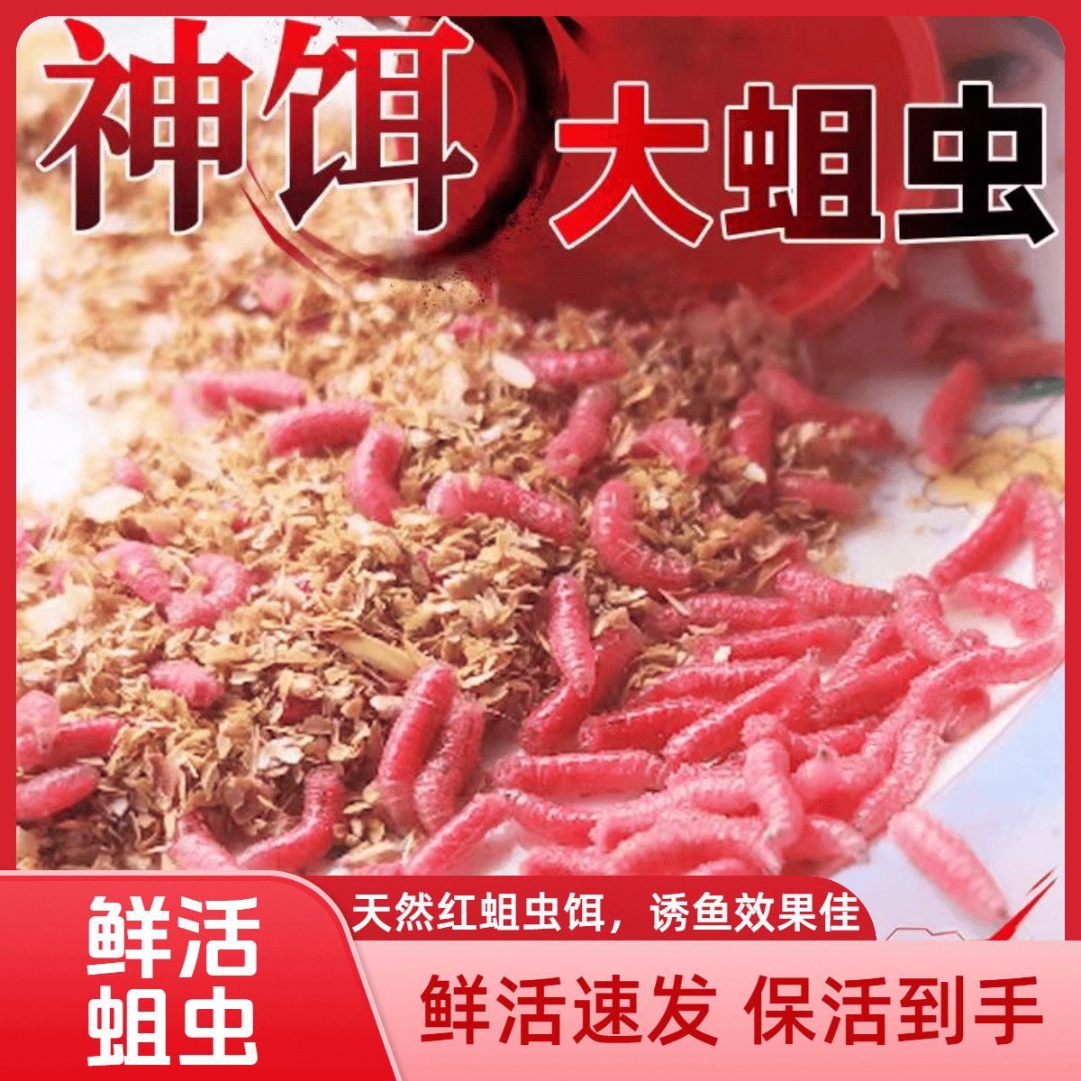 红蛆虫钓鱼马口饵料活饵鲜活溪流野钓公鱼石斑鱼红虫鲫鱼白条牙子