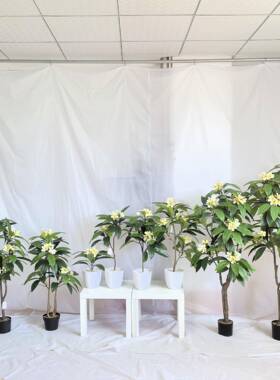 NuSun 贵宾/泰迪幼犬犬粮 2500g仿真鸡蛋花手感胶布鸡蛋叶绿色假