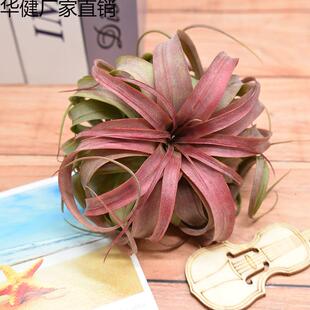 空气凤梨艾瑞克TillandsiaEric无土植物空凤净化空气绿植吸甲醛