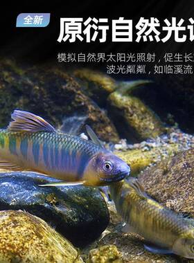 鱼吉吉印i7pl印原生专业灯爆灯照明防水藻灯led原生溪流鱼缸晒苔