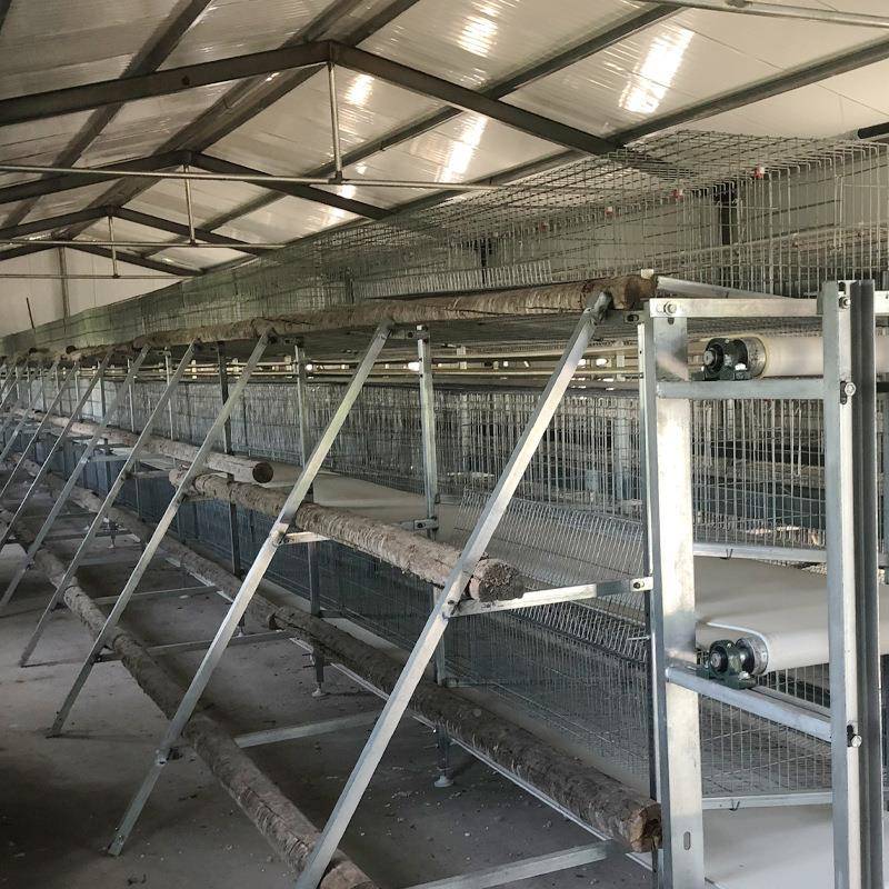 养鸡专用VNQ笼三层三门阶梯半开放式式蛋具鸡笼半半笼养半散养蛋