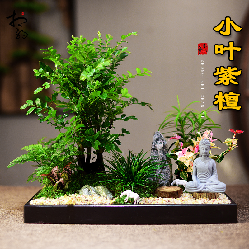 小叶紫檀紫檀盆景室内绿植黑骨茶盆栽微景观植物办公茶室摆件礼品