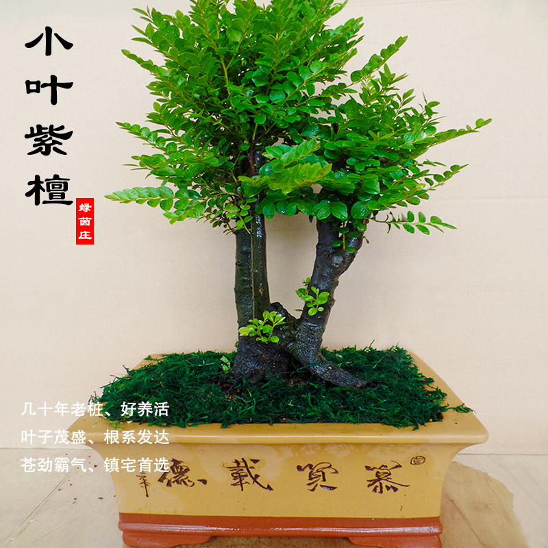老桩造型小叶紫檀盆景植物室内树桩盆栽大型盆景树桌面绿植客厅