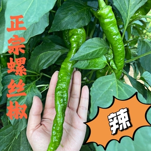 山东新鲜螺丝椒农家自种时令蔬菜螺丝椒薄皮辣椒现摘先发