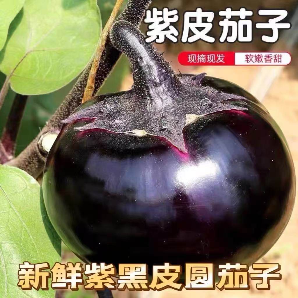 茄子新鲜圆茄现摘现发农家自种时令蔬菜紫光黑皮圆茄子