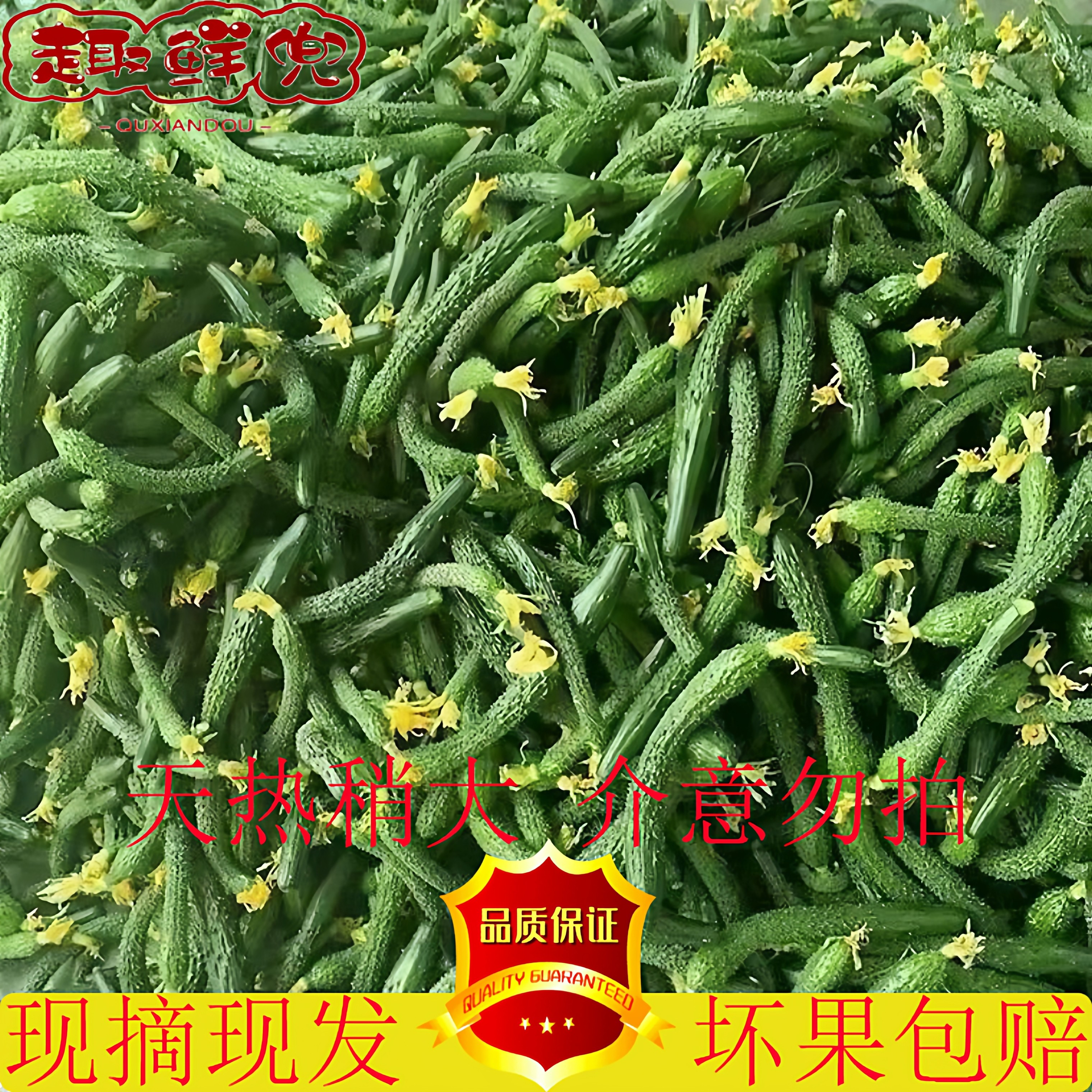 新鲜黄瓜扭拇指粗细黄瓜腌制用瓜