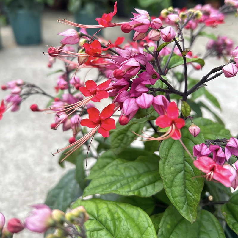 红色龙吐珠 芳香植物红萼龙w吐珠麒麟龙吐珠攀援爬藤红龙吐珠花