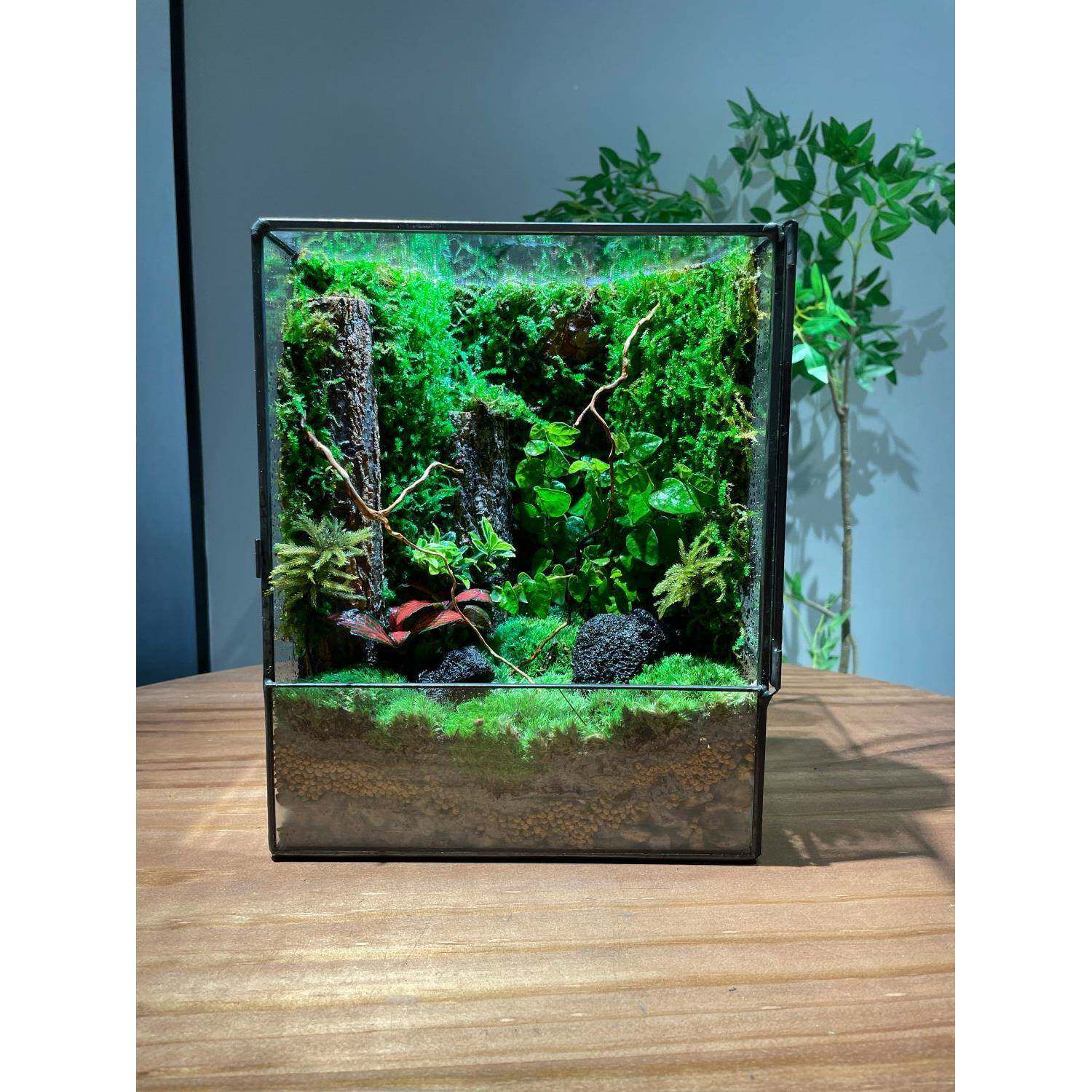 微景观瓶苔藓微观景雨林盆缸成KYJ雨林植物桌面室内好养鲜活品栽