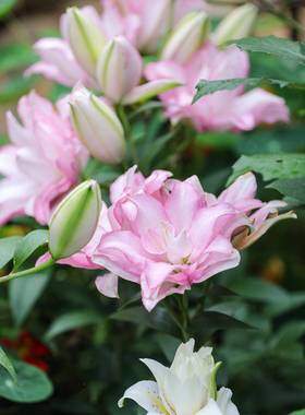 NBV白玫空瑰鲜云南直发重瓣百合花花顺丰运包家邮A级百合水养厂直