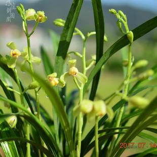 【冯达：锋国兰】hzy14618样浓品兰花兰香一品建梅盖梅瓣