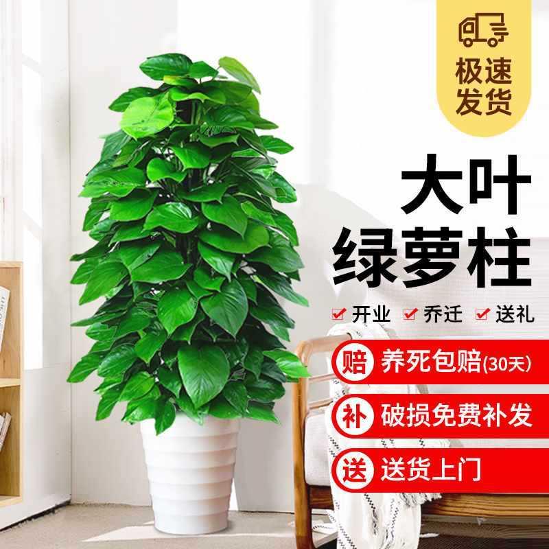 养活F977758H栽绿箩室内盆吸甲醛绿植大好化空气大净叶绿萝客厅办