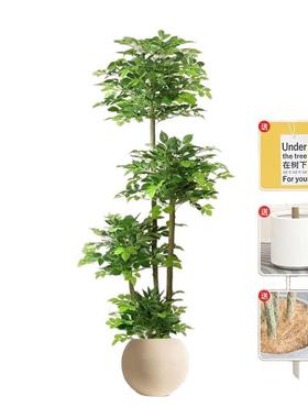 幸福室树盆大栽植物物绿植客厅大型落地假植发财树PDD10258内家居