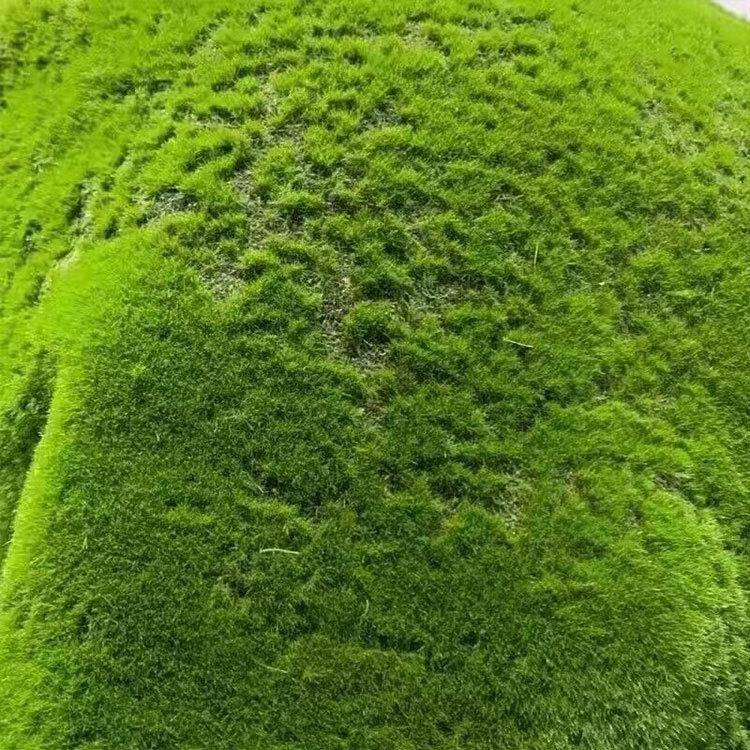 绿系森植苔墙藓草AL100875坪盆景场景橱窗假苔藓林列软装装饰