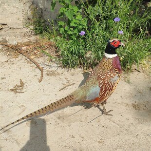 山鸡雉鸡标本影视拍l摄模型教学道具摆件 真羽毛 七彩山鸡真鸡剥