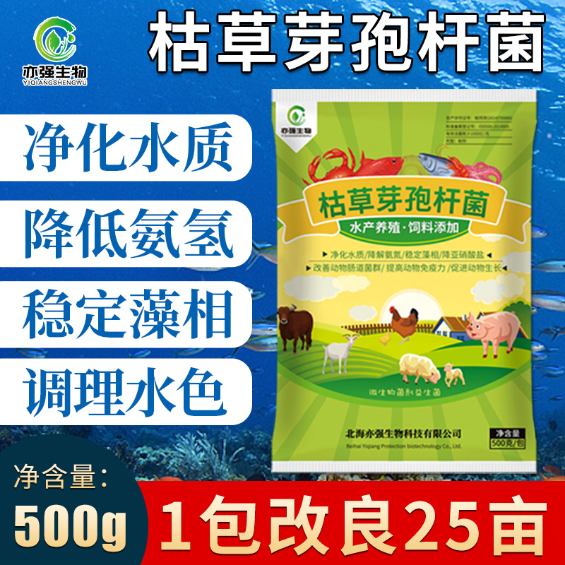 水产枯草芽孢杆菌净化水质降解亚硝酸盐氨氮除蓝藻肥水净水专用菌