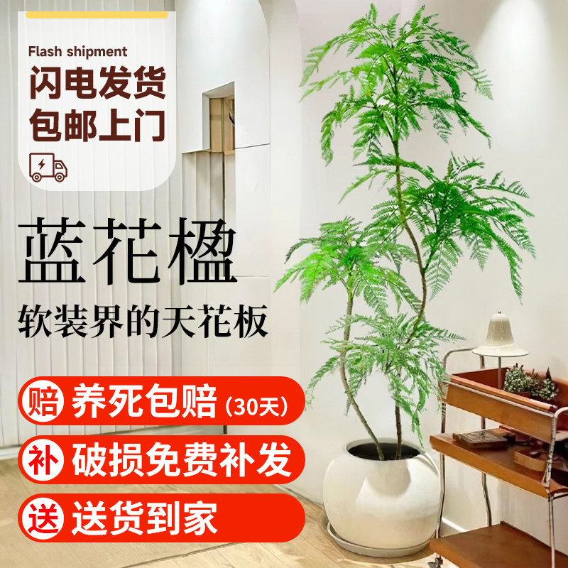蓝花楹盆栽大型绿植办公室客厅好养活大气美观网红植物老树桩花盆