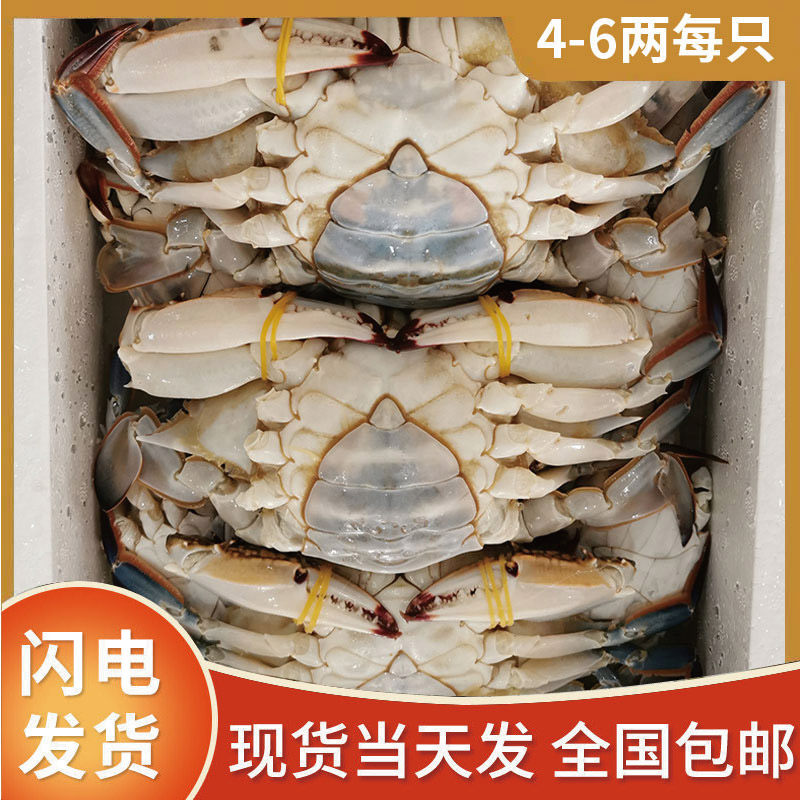 6斤全母梭子蟹4-9两连云港新鲜冰冷速急冻香O辣螃蟹肥大号海鲜残