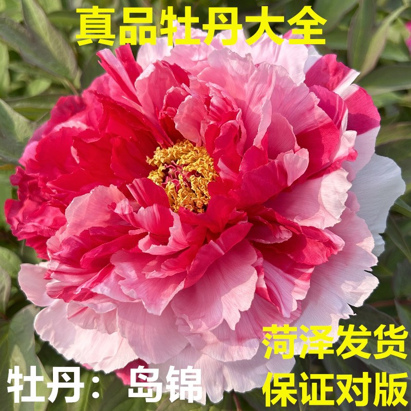 牡丹花苗岛锦正宗重瓣盆栽庭院大苗耐寒菏泽洛阳观赏花卉老桩树苗