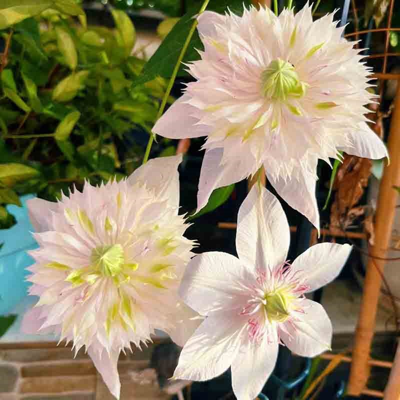 昼天使3类F系列耐热铁线莲盆栽爬藤植物大苗耐热重瓣大花藤本花卉