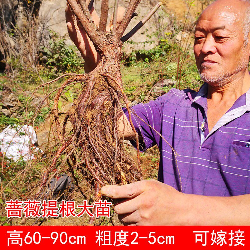 月季盆景提根蔷薇高提根50-90cm无刺蔷薇实生根苗树月季嫁接砧木