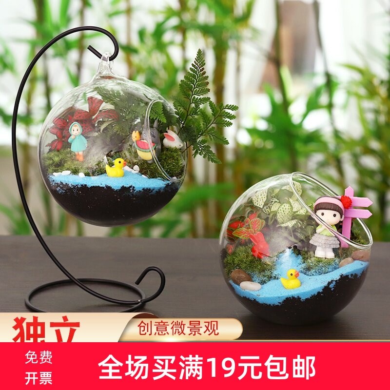 12cm苔藓新鲜植物迷你小盆栽 幼儿园桌面微景观生态玻璃瓶diy材料