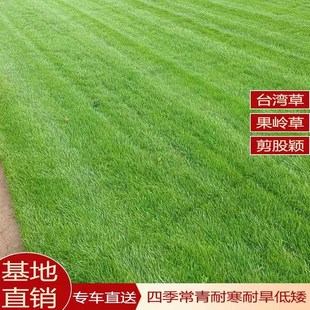草坪真草皮带泥土绿化工程免修剪耐踩踏四季青果岭草马尼拉台湾草
