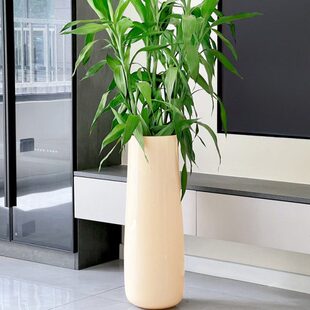 富贵竹专用花瓶水培特大号玻璃透明高款高身高筒超大超高大号落地