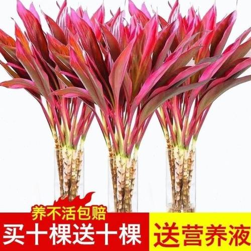 紫竹富贵竹红色鸿运当头带根水培植物朱焦水养水竹粗杆大叶卧室内