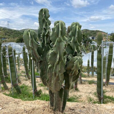 象腿柱 开花大型仙人柱 lmmortal Column 庭院景观绿植多浆仙人掌