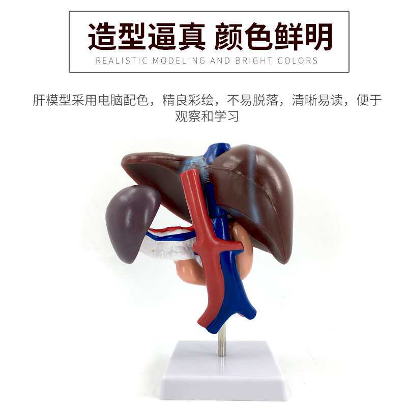 肝胰十二指肠模型 肝、脾、血管和胰腺结构模型 肝脏 脾 胰腺模型