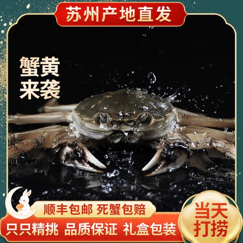 【现货活蟹】苏州鲜活大闸蟹全母大蟹精品母蟹搭配公蟹湖鲜礼盒装