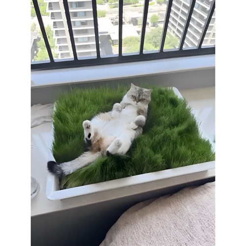 【猫咪的专属草坪】自制猫草盆栽diy室内草坪化猫毛夏季透气猫窝