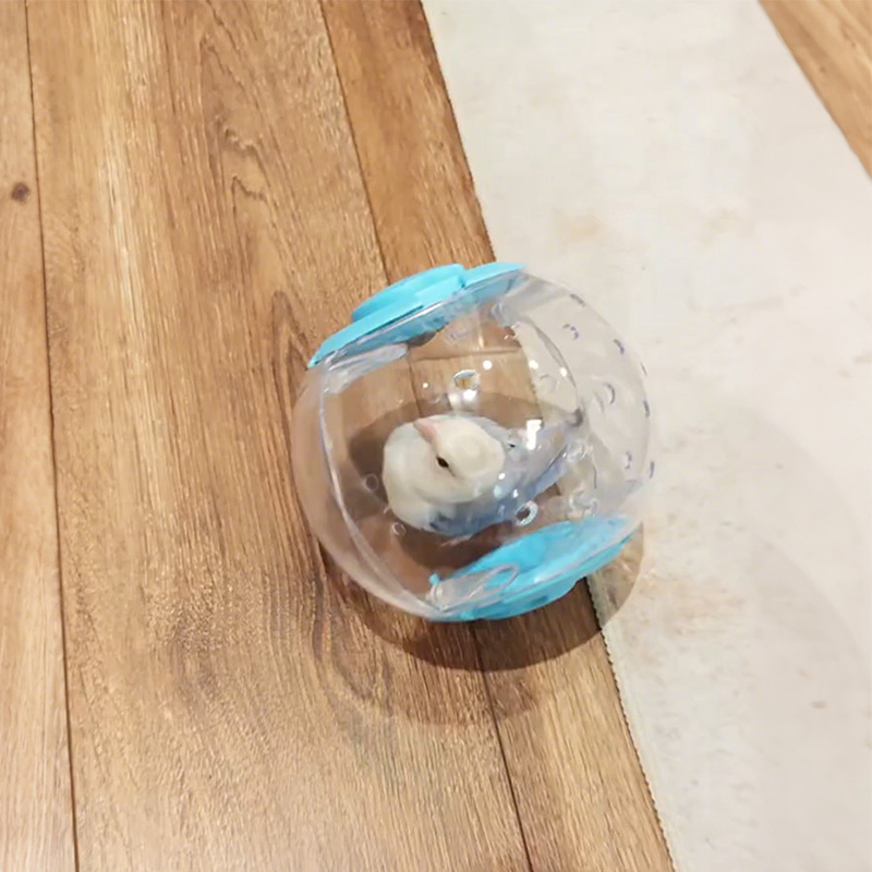 鹦鹉玩具高透跑球透气小鸟玩具自嗨解闷防踩防丢遛鸟神器小宠专用