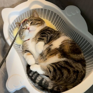 菜篮子猫窝平替四季通用透气承重强耐磨透气加厚PP材质大容量