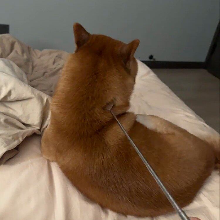 【小狗睡前按摩】痒痒挠梳毛小排梳解痒神器猫咪逗猫棒互动玩具