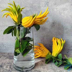 佛手柑花瓶水培鲜花插瓶透明插花水养摆件客厅玻璃植物创意简约