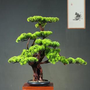 新中式迎客松盆景客厅玄关假松树摆件室内绿植物装饰真树造景