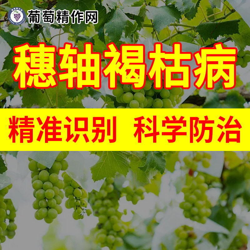 葡萄穗轴褐枯病精准识别与科学防治啶酰菌胺抑霉唑翠泽金棠妙收