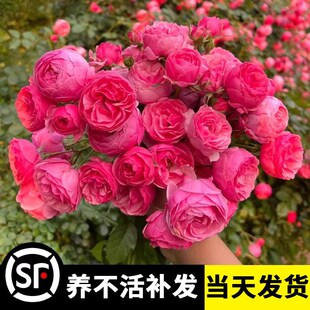 艾拉绒球月季花苗四季开花适合懒人养的花卉大花浓香庭院爬墙树苗