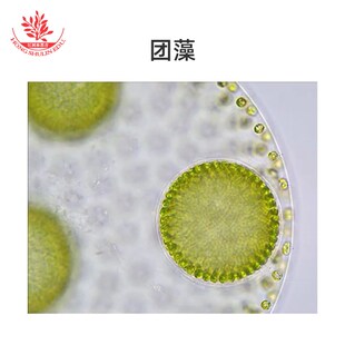 17种藻类套装标本高清晰结构典型团藻鼓藻念珠藻生物实验显微切片