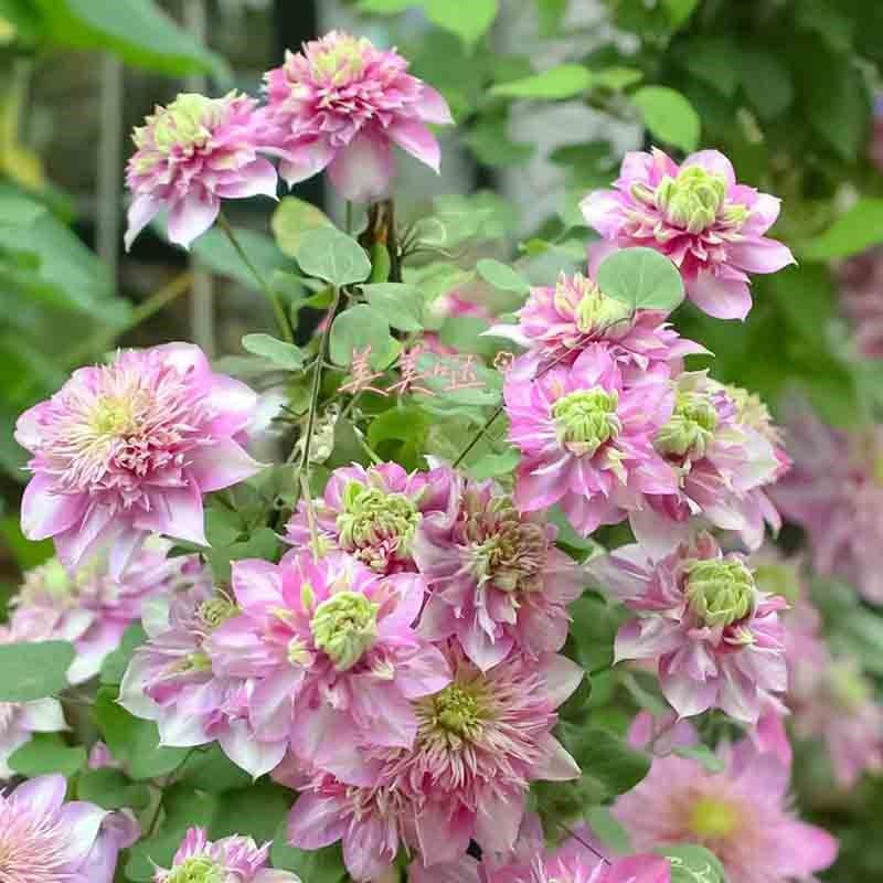 宽皇铁线莲花盆栽爬藤植物大苗重瓣大花藤本花卉庭院无刺攀爬耐热,鲜花速递/花卉仿真/绿植园艺,绣球/木绣球/木本植物,淘宝优惠券,粉丝福利购,淘宝优惠卷