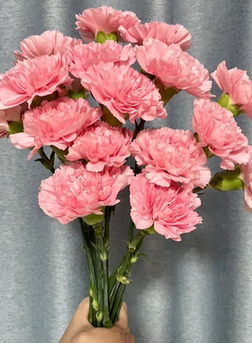 浪漫甄选（粉钻康乃馨）云南鲜花 任意两单升级冷链或空运到家